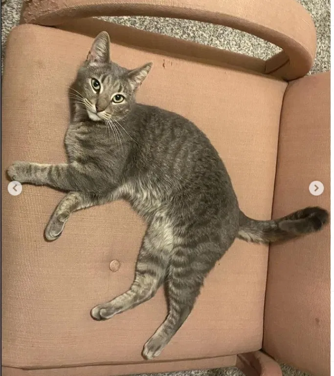 Lost cat in Wheat Ridge, CO, 80033