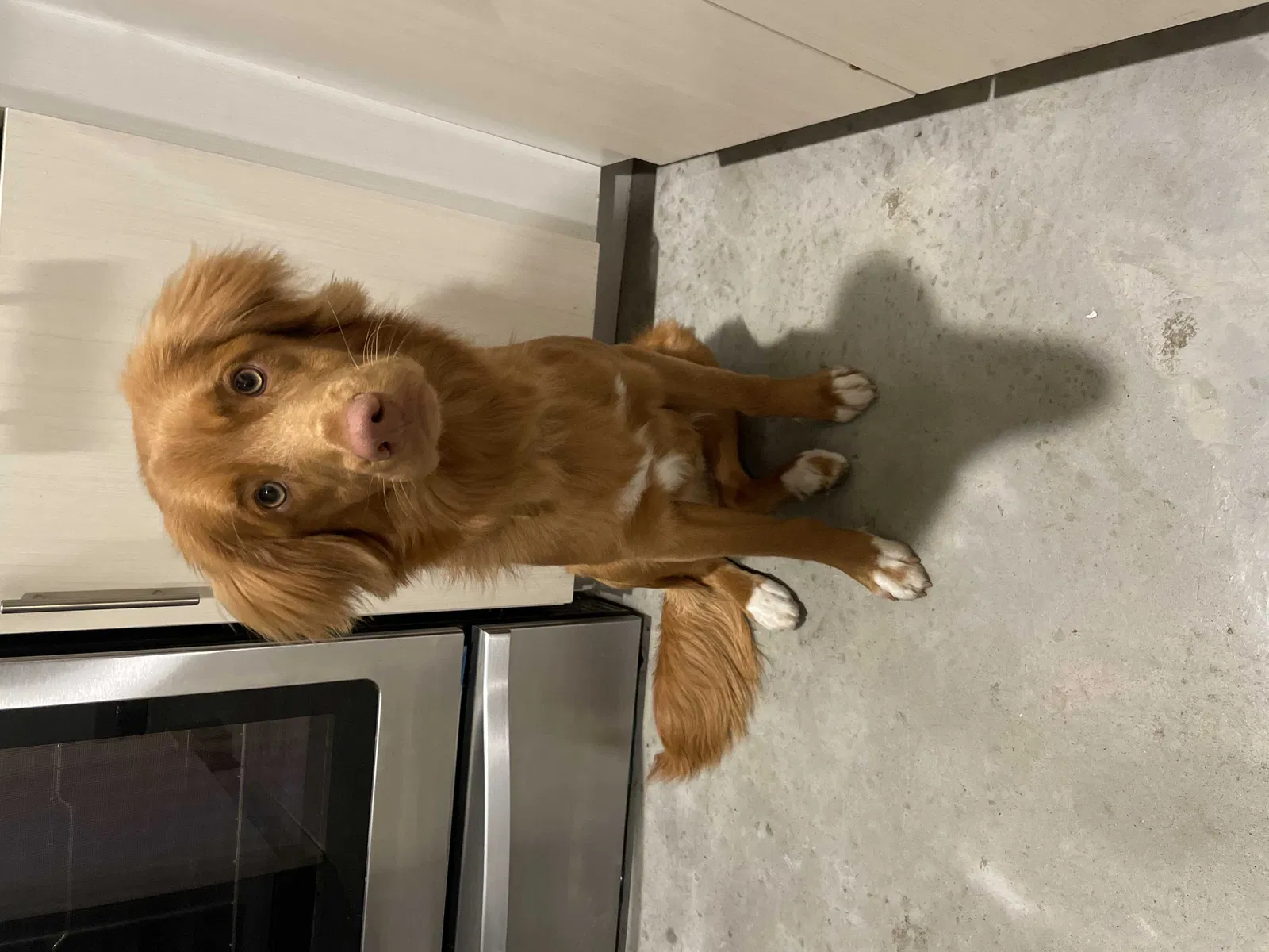 Lost dog in Dallas, TX, 75206