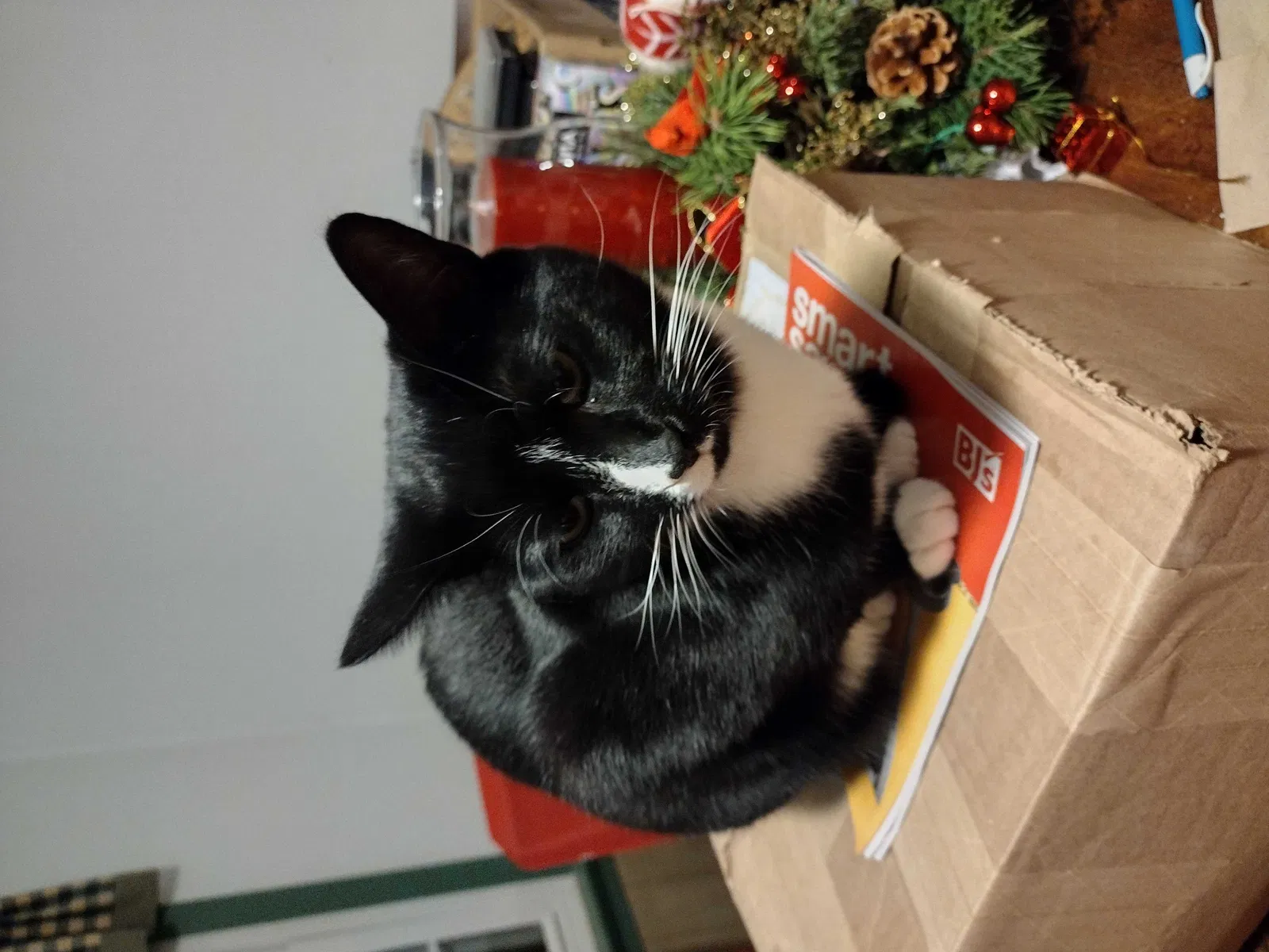 Lost cat in Doylestown, PA, 18901