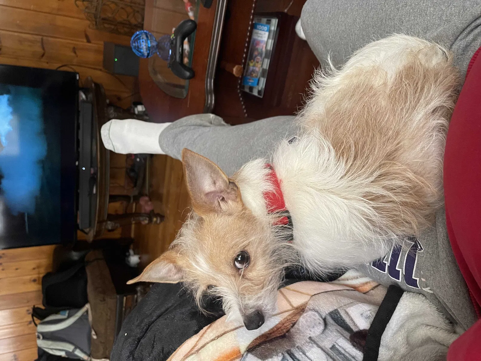 Lost dog in Concord, NC, 28027