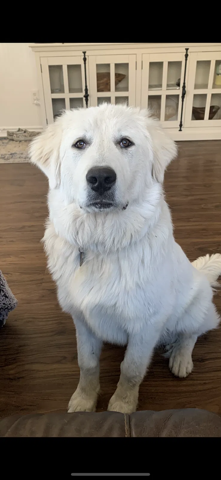 Lost dog in Waller, TX, 77484