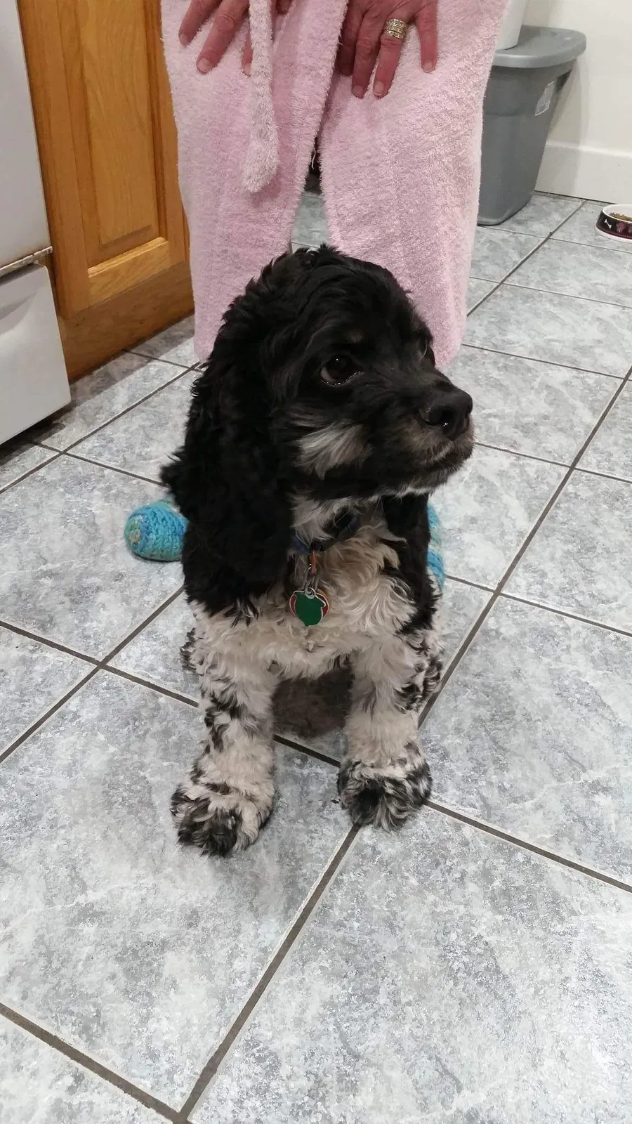 Lost dog in Cheshire, CT, 6410