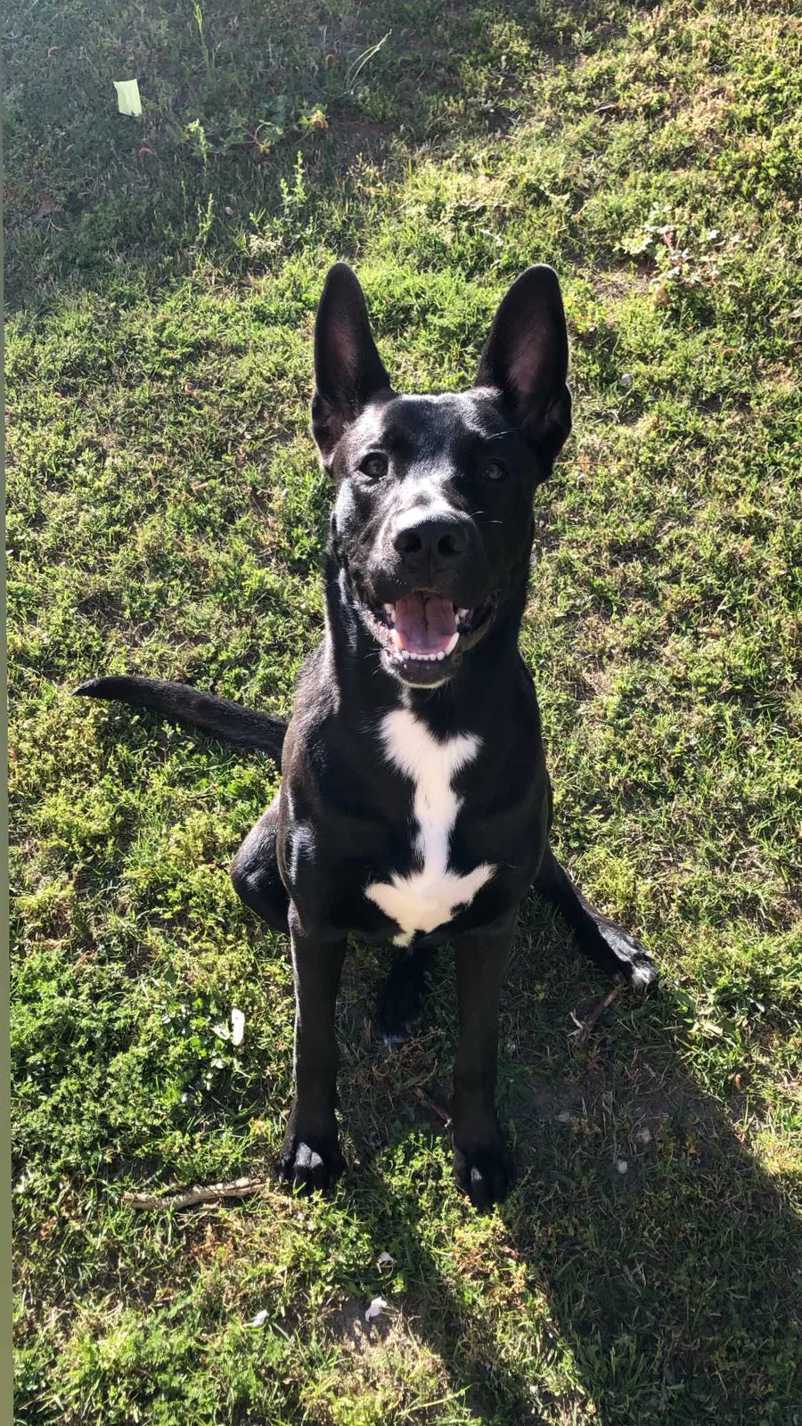 Lost dog in Lawrenceville, GA, 30045