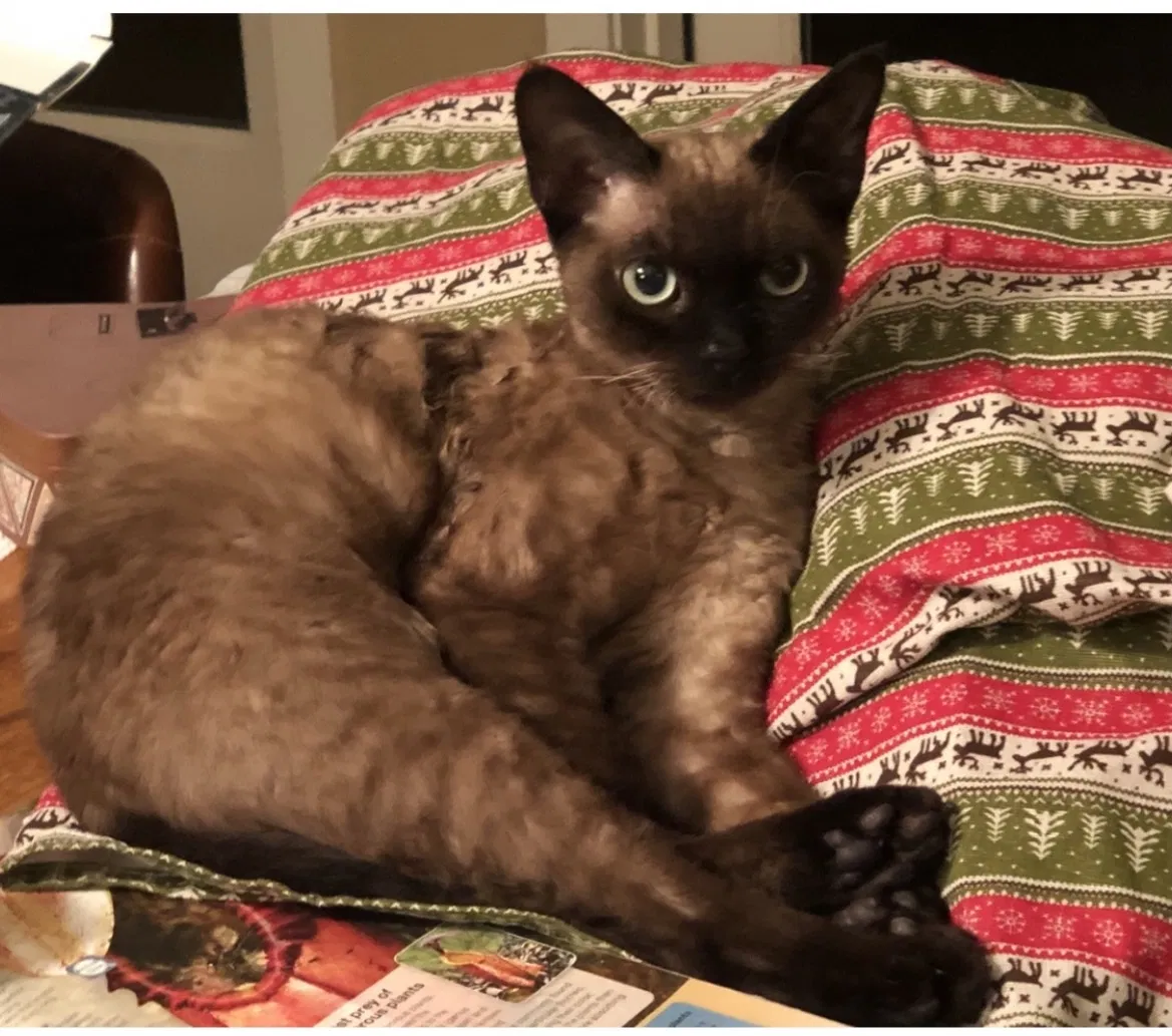 Lost cat in Del Mar, CA, 92014