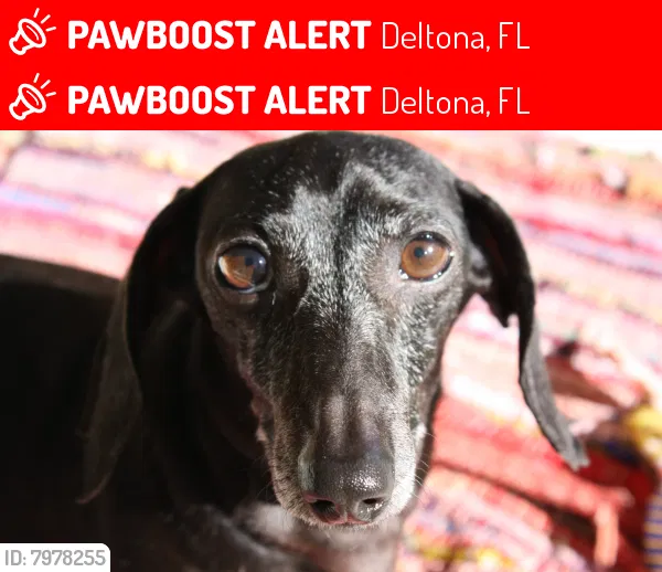 Lost dog in Deltona, FL, 32738