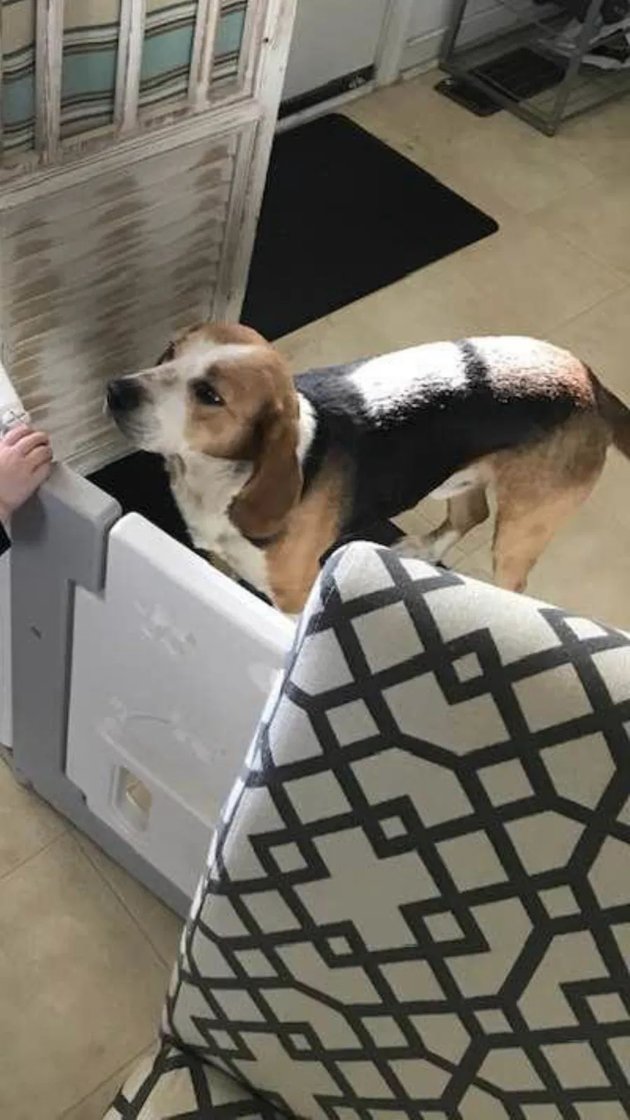 Lost dog in Sutherland, VA, 23885