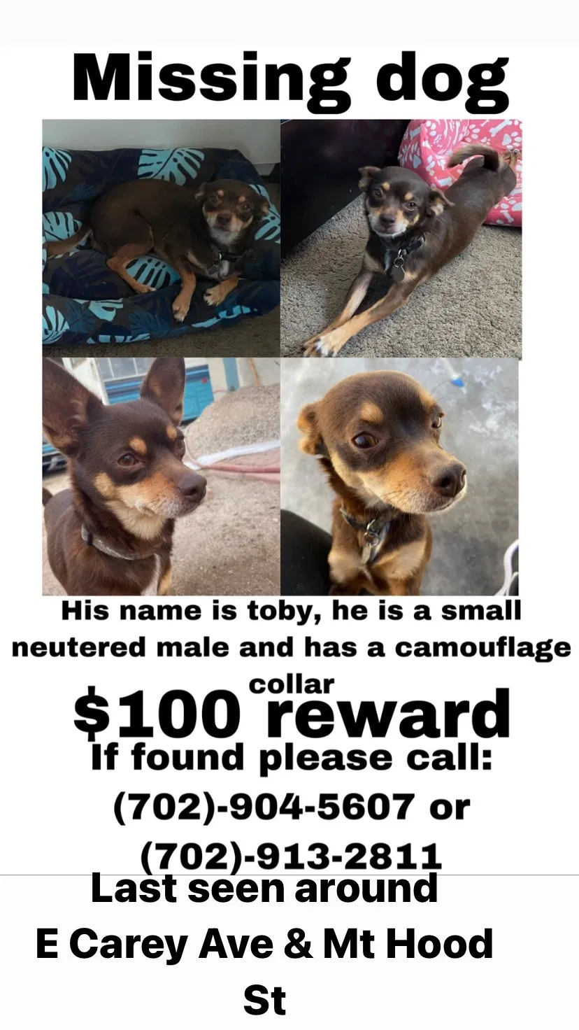 Lost dog in Las Vegas, NV, 89156