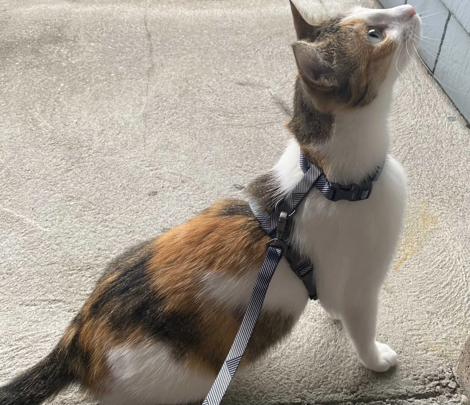 Lost cat in Shrewsbury, MA, 1545