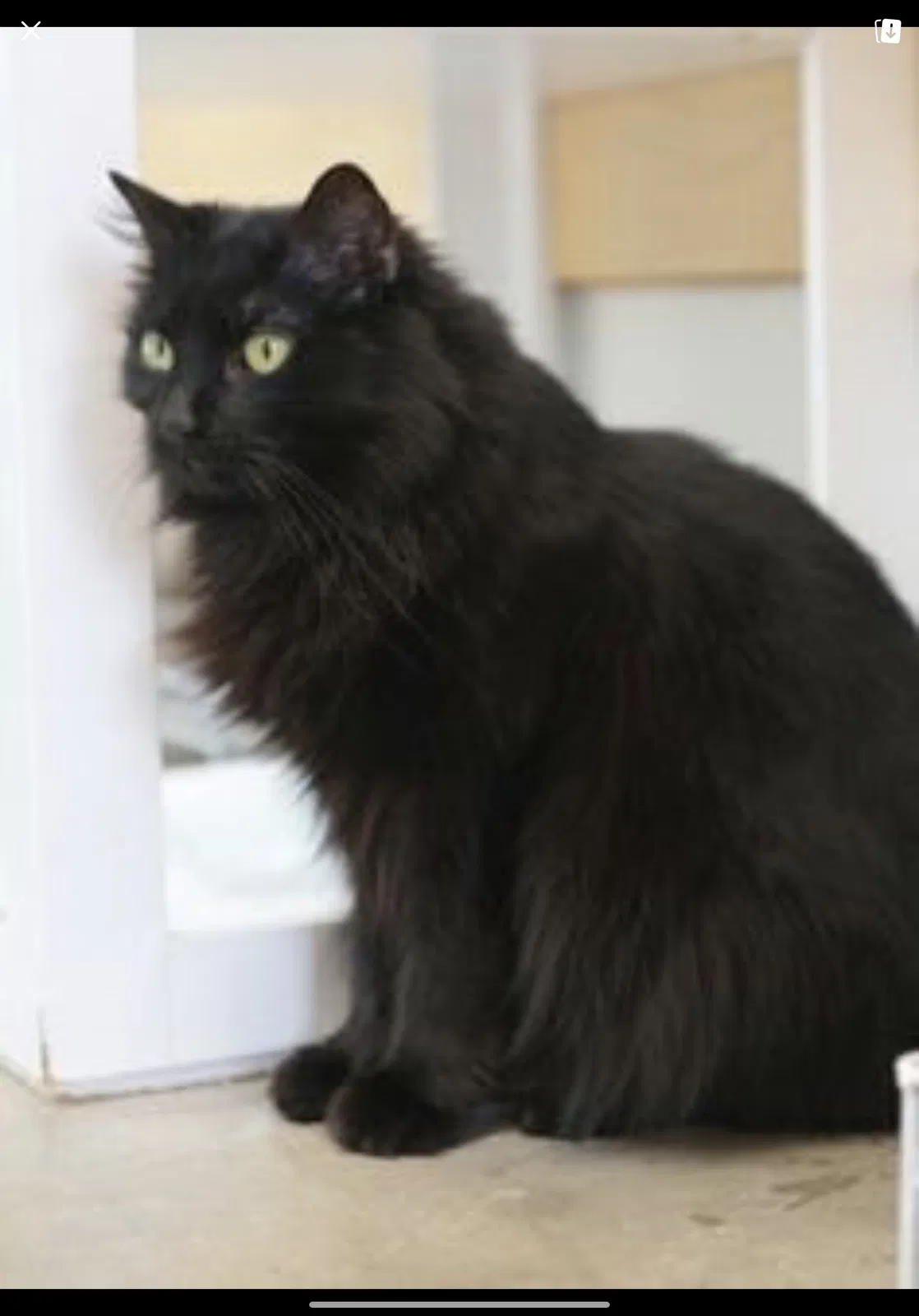 Lost cat in Malabar, FL, 32950