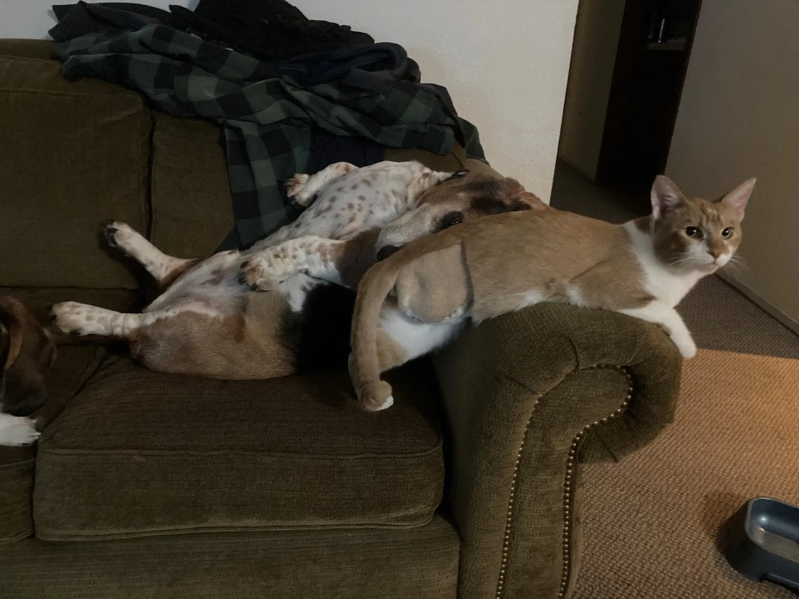 Lost cat in University Place, WA, 98467