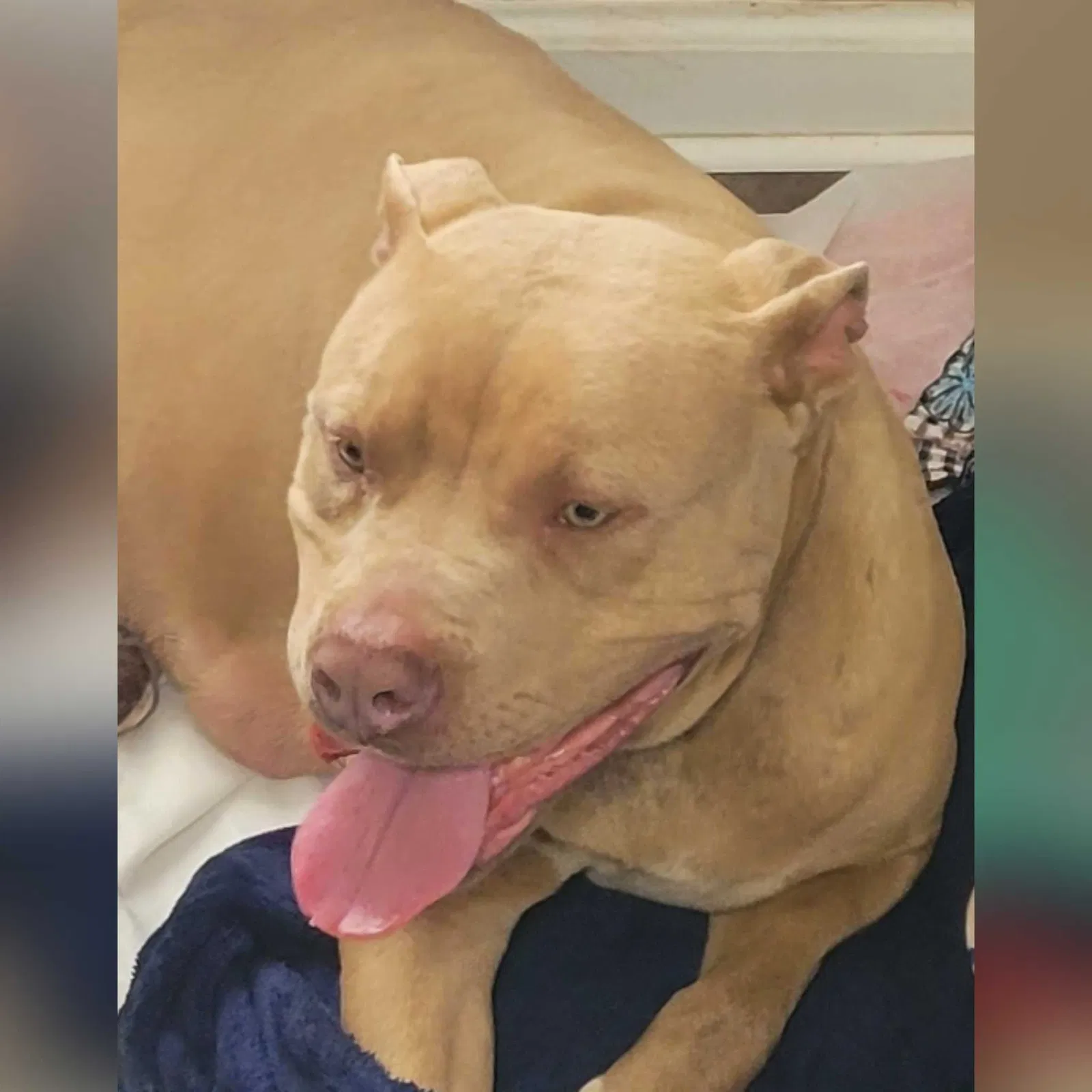 Lost dog in Tuscaloosa, AL, 35405