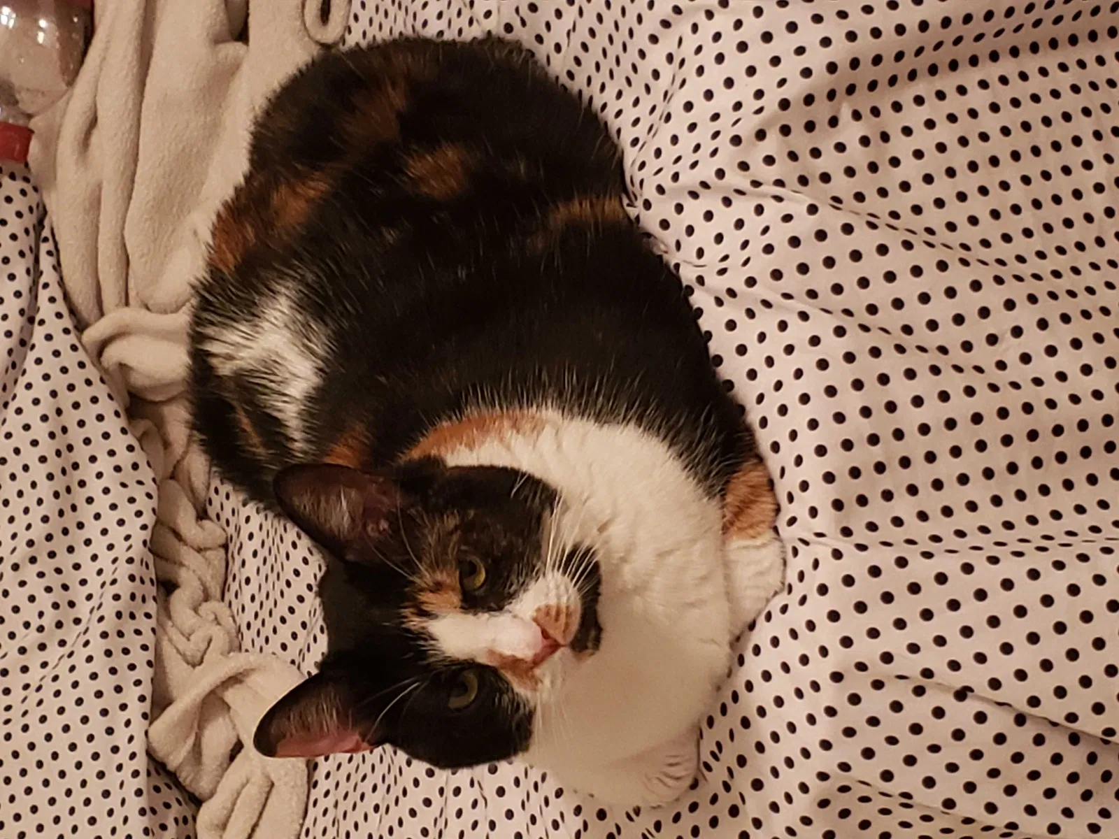 Lost cat in Cape Coral, FL, 33909