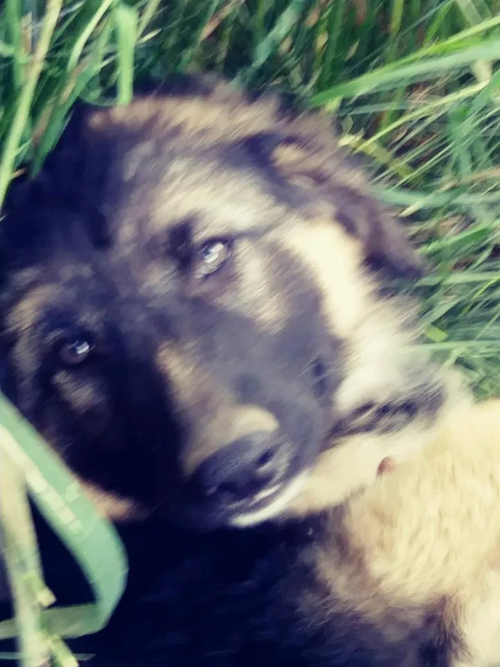 Lost dog in Blanchard, ID, 83804