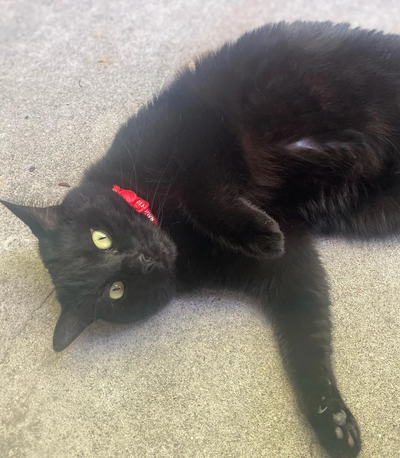 Lost cat in Lincoln, CA, 95648