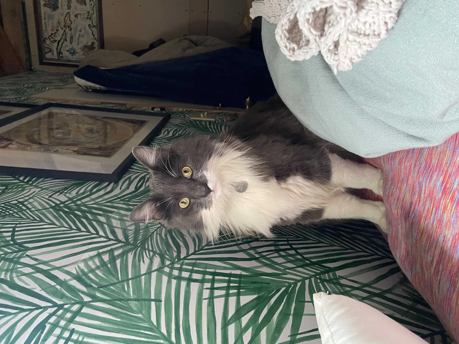 Lost cat in Monterey, CA, 93940
