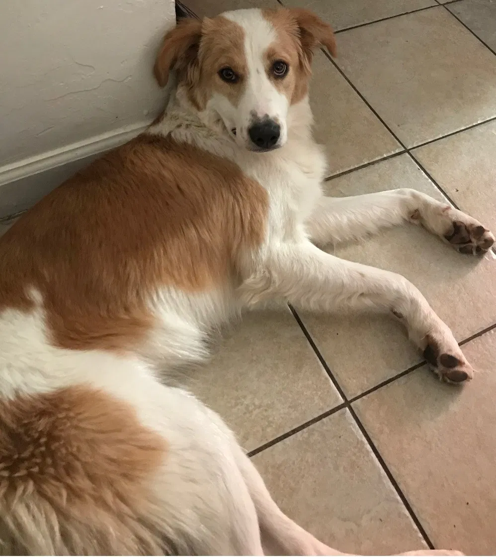 Lost dog in Phoenix, AZ, 85008