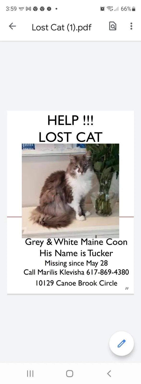 Lost cat in Boca Raton, FL, 33498