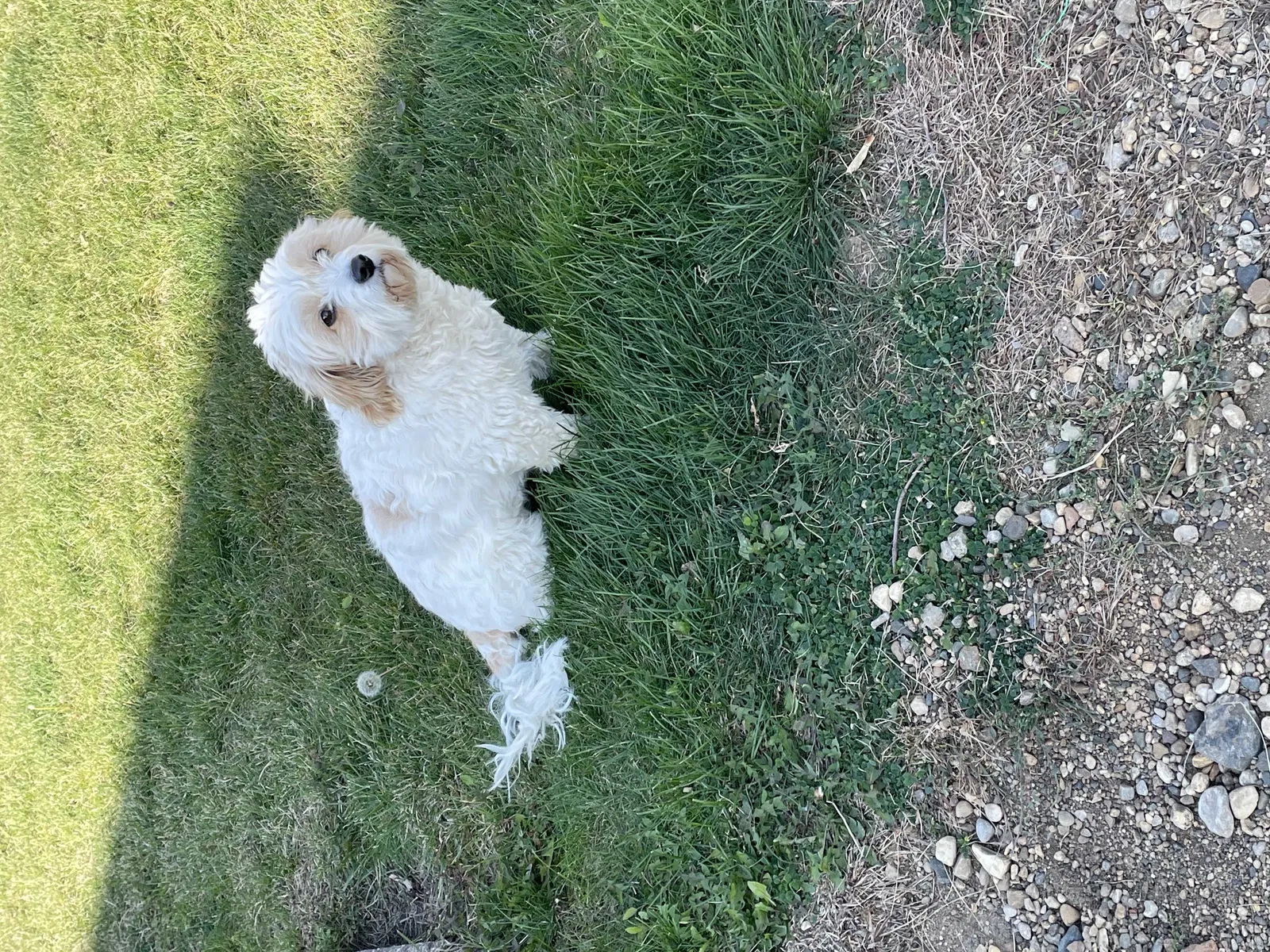Lost dog in Hartford, SD, 57033