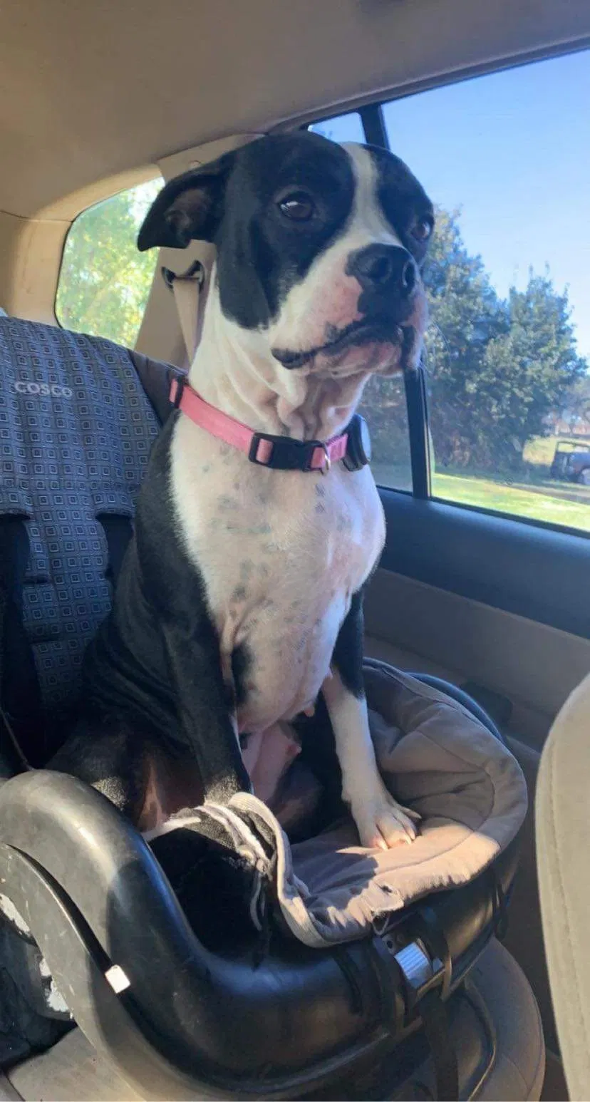 Lost dog in Unknown, MO, 65308