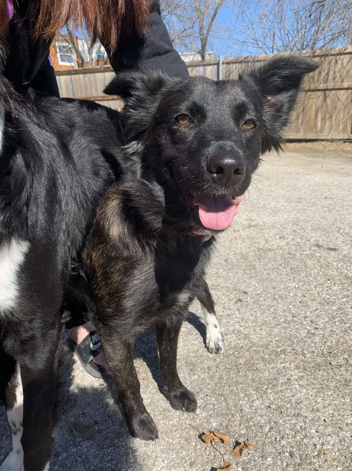 Lost dog in Austin, TX, 78745