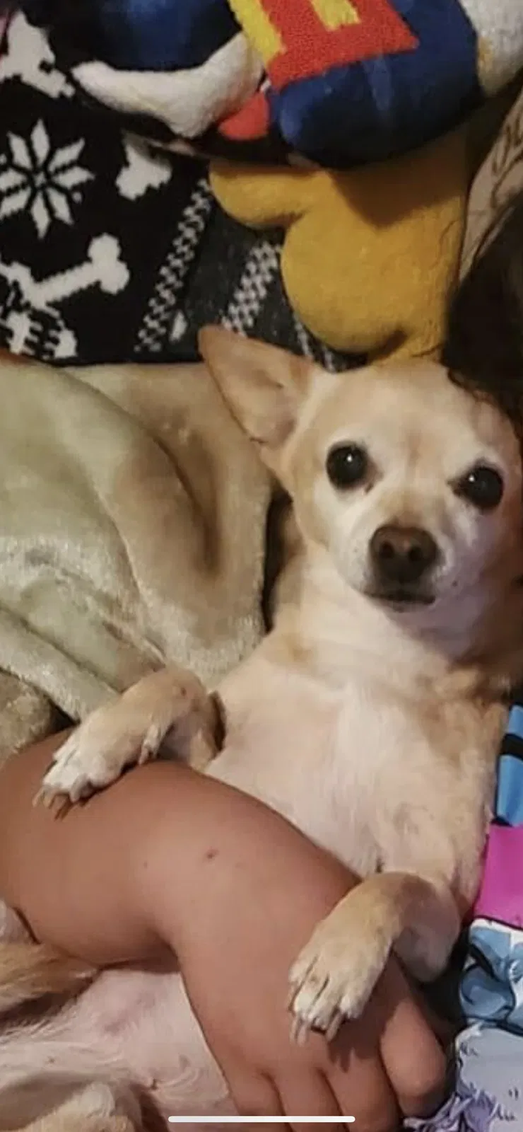 Lost dog in Watsonville, CA, 95076