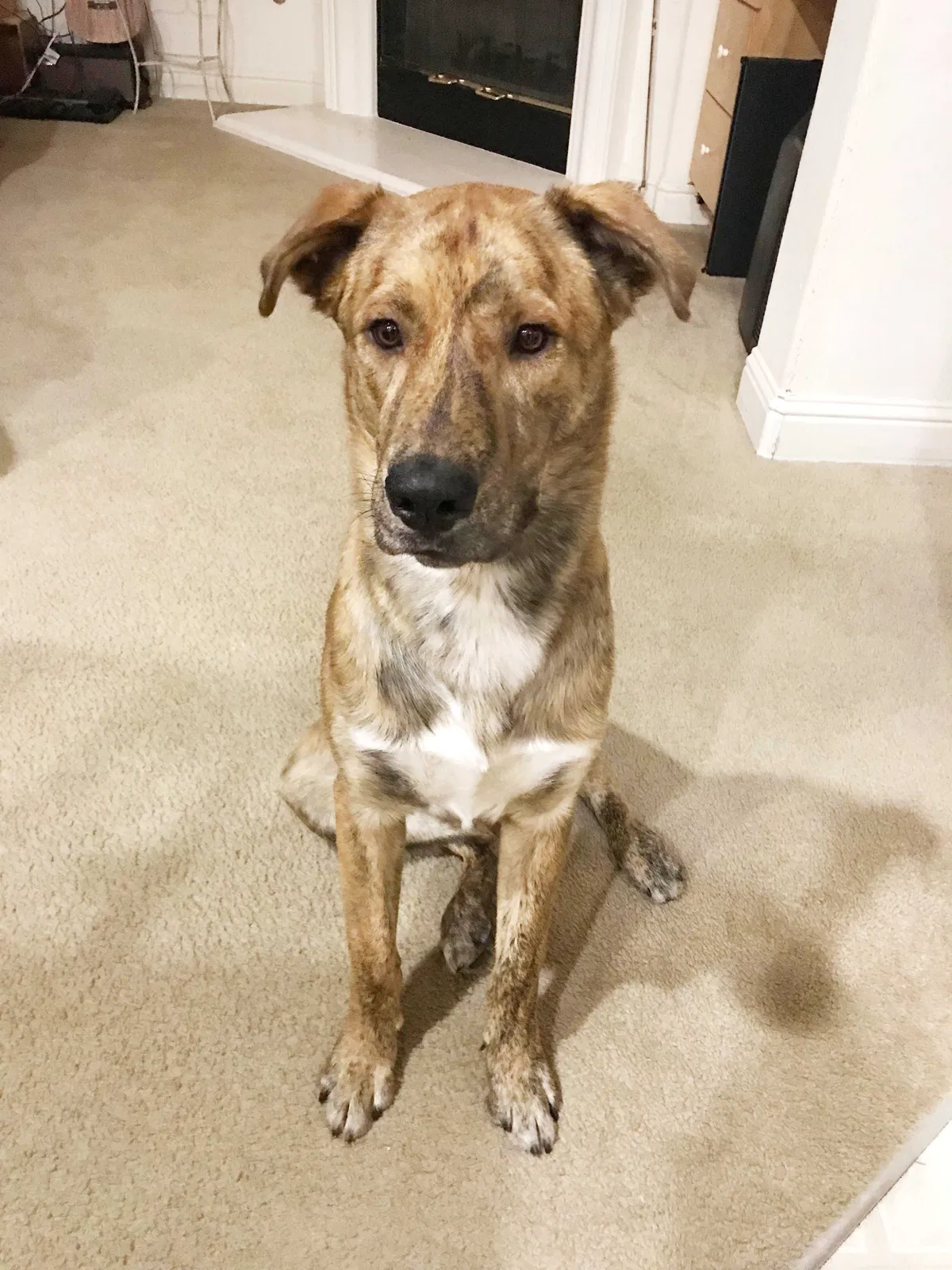 Lost dog in Patterson, CA, 95363