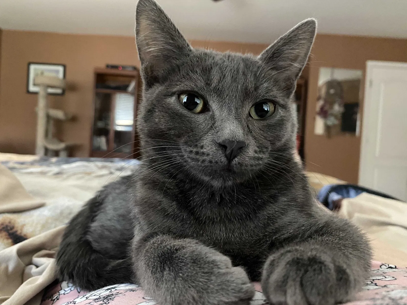 Lost cat in Surprise, AZ, 85388