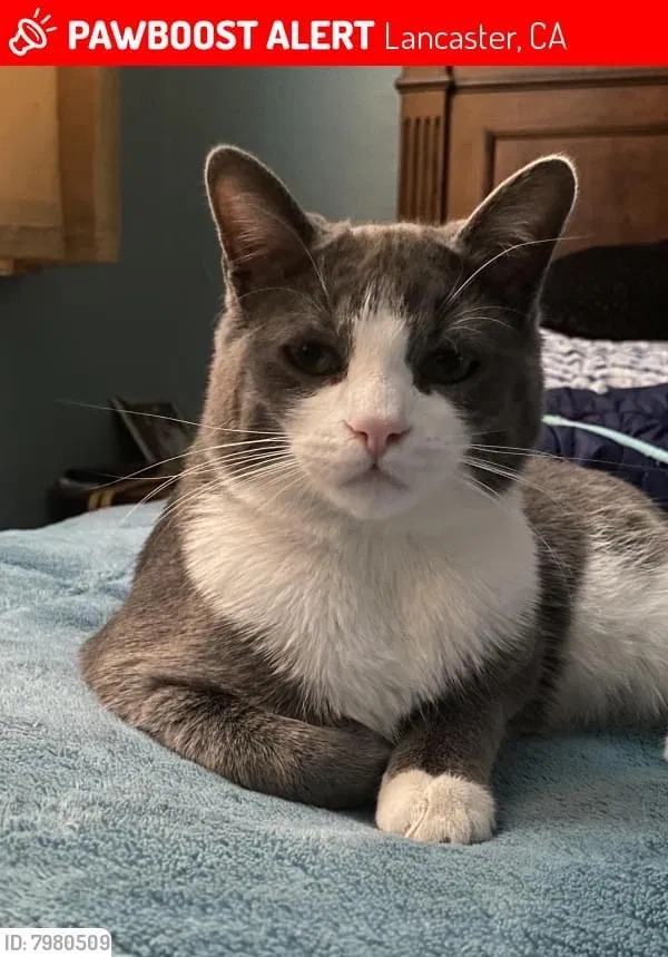 Lost cat in Lancaster, CA, 93534
