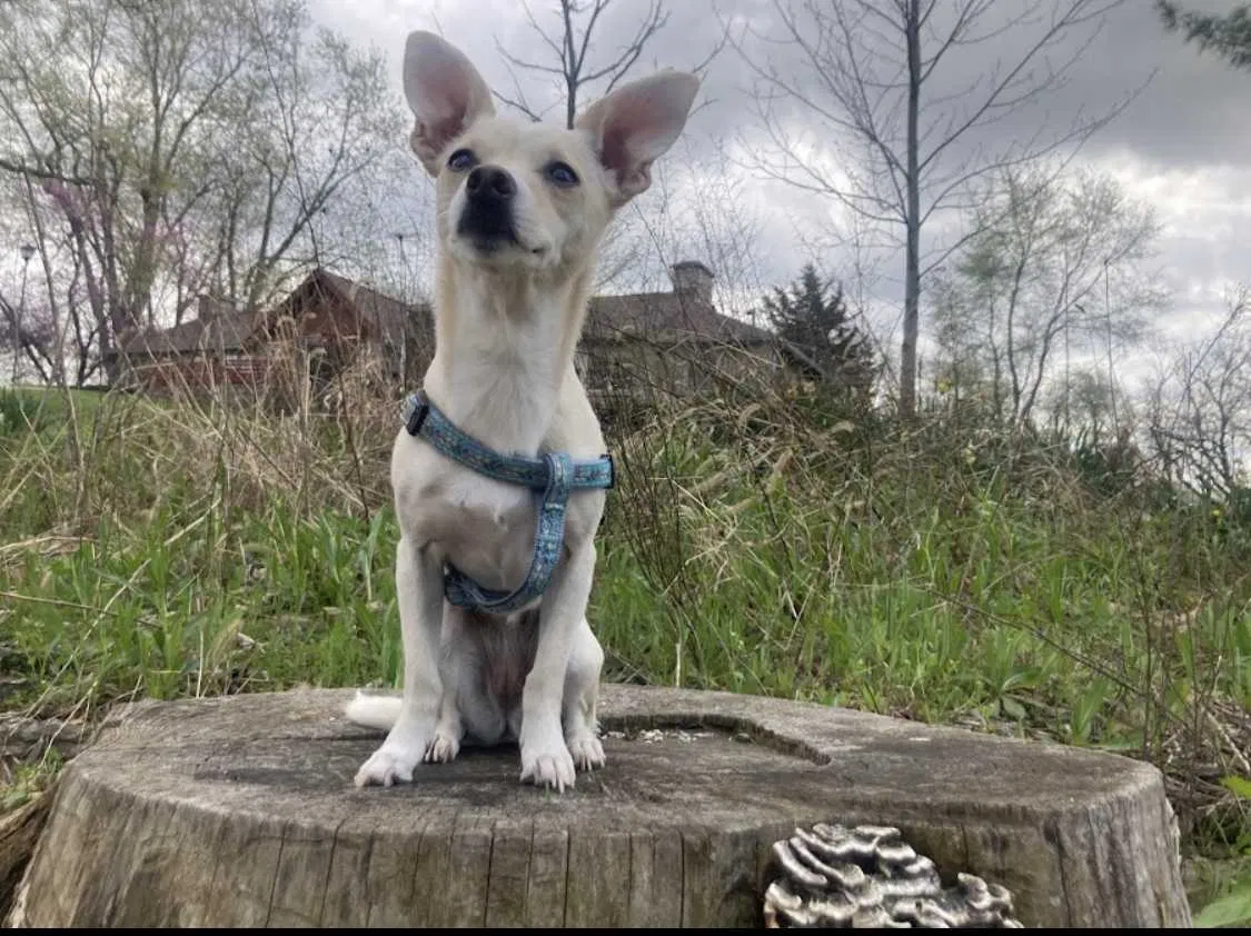 Lost dog in Fishers, IN, 46038