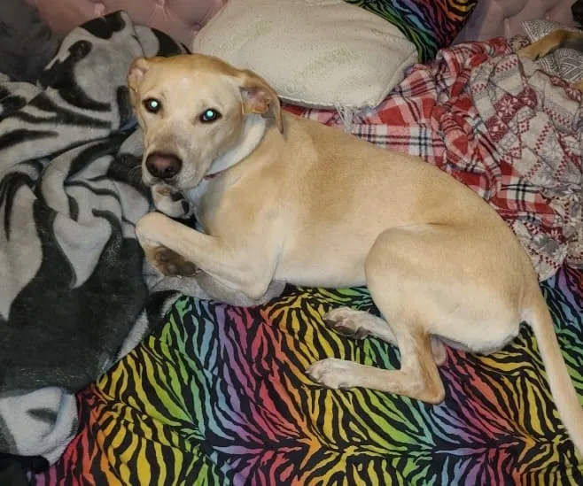Lost dog in San Antonio, TX, 78245