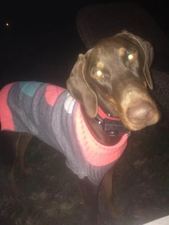 Lost dog in Saint Louis, MO, 63135