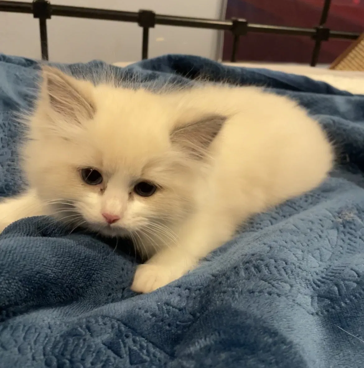 Lost cat in Fremont, CA, 94538