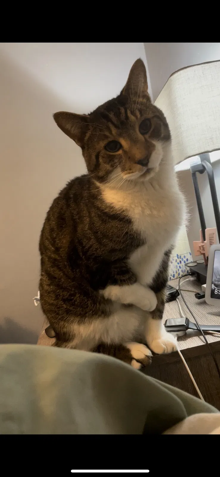 Lost cat in Pittsburgh, PA, 15228