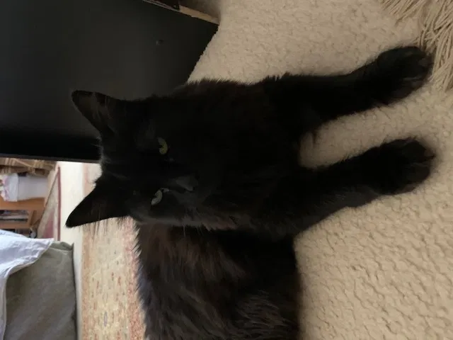 Lost cat in Laurel, MD, 20723