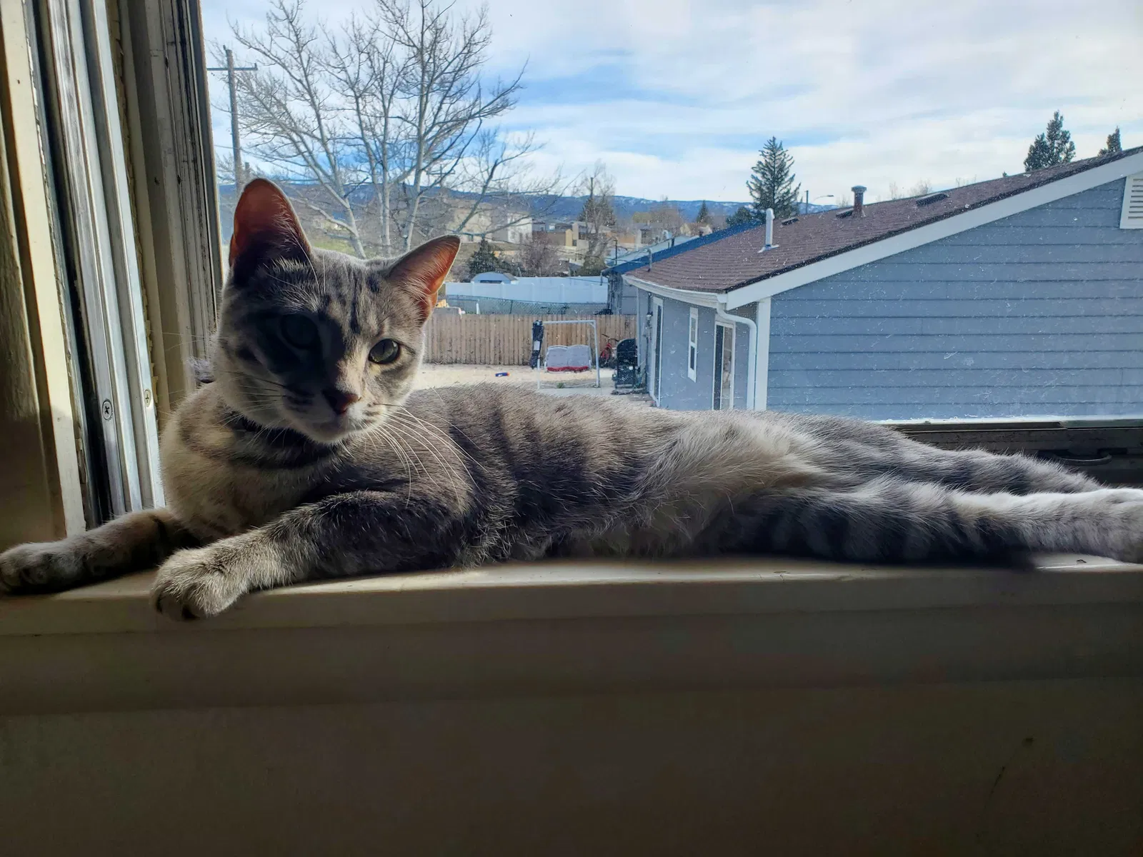 Lost cat in Casper, WY, 82601
