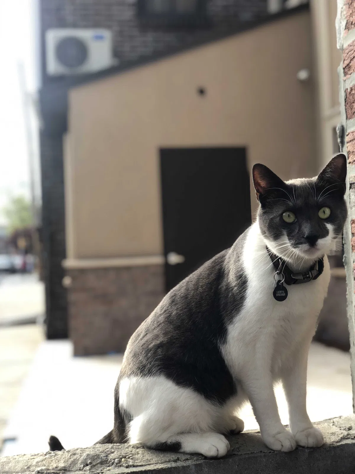 Lost cat in Brooklyn, NY, 11219