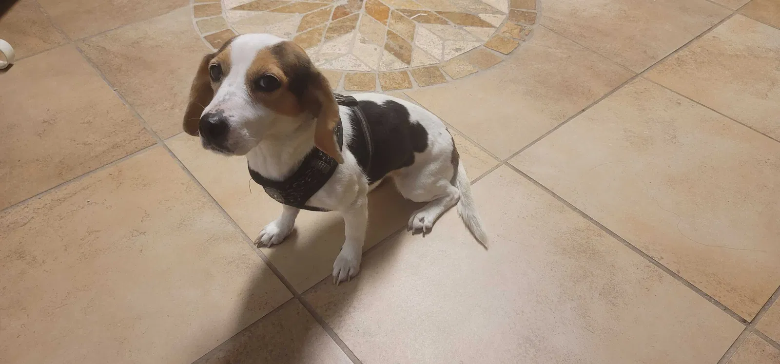 Lost dog in Conroe, TX, 77385