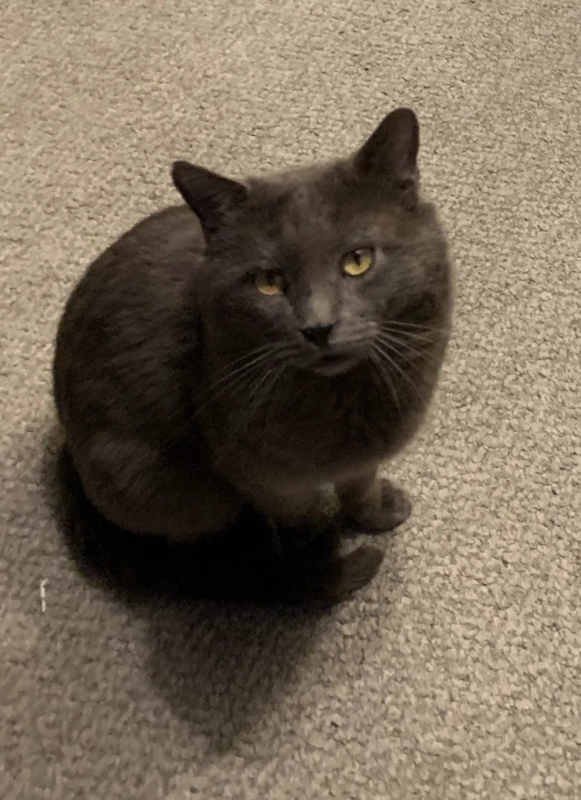 Lost cat in Pueblo, CO, 81004