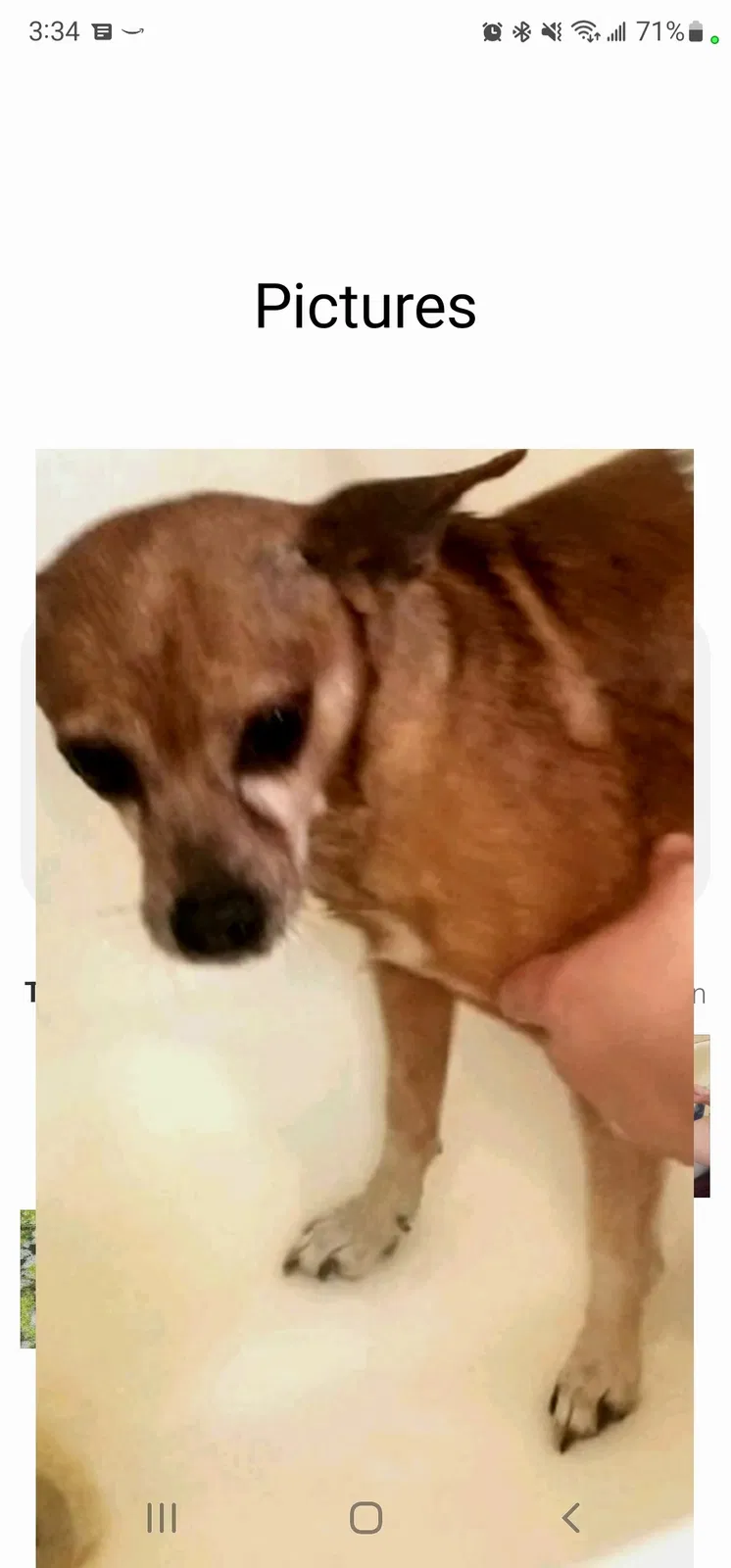 Lost dog in Houston, TX, 77060