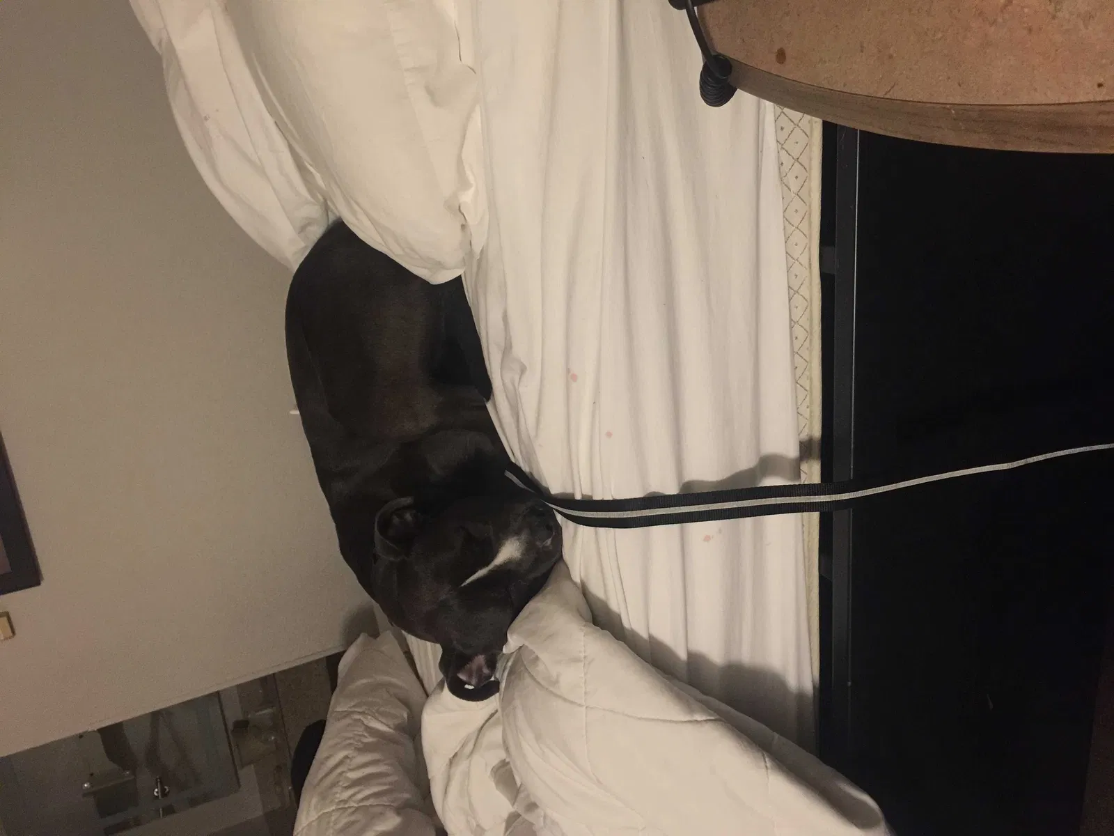 Lost dog in Norfolk, VA, 23502