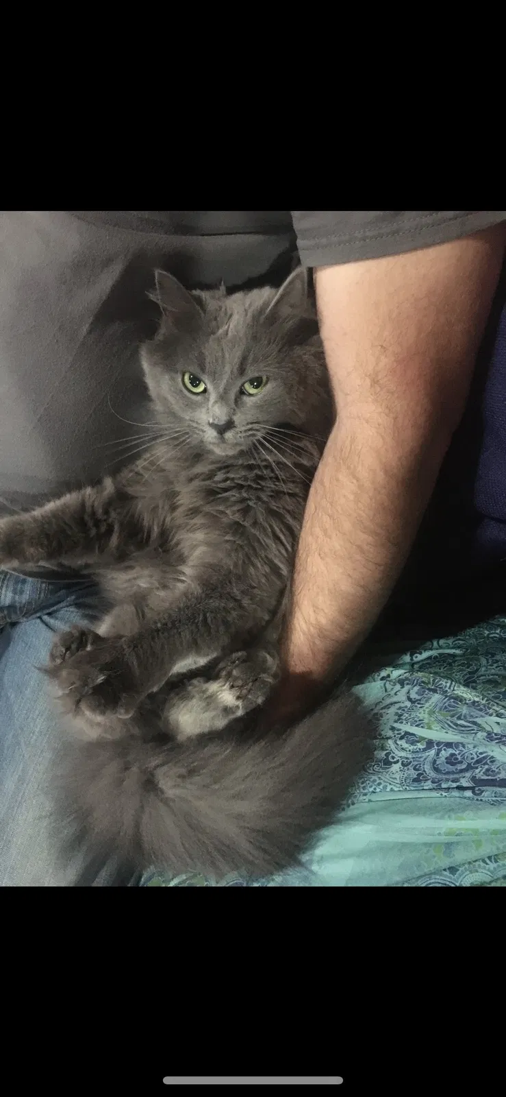 Lost cat in Kernersville, NC, 27284