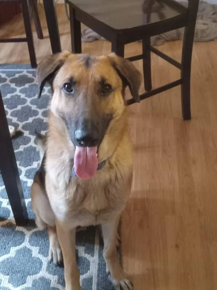 Lost dog in Martinsville, IN, 46151