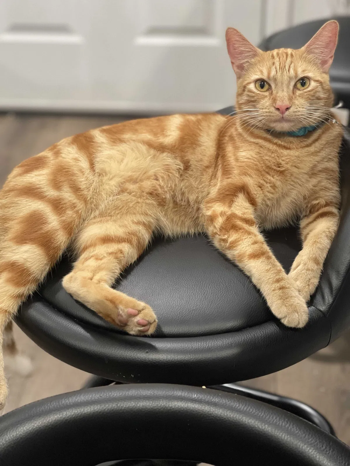 Lost cat in Long Beach, CA, 90813