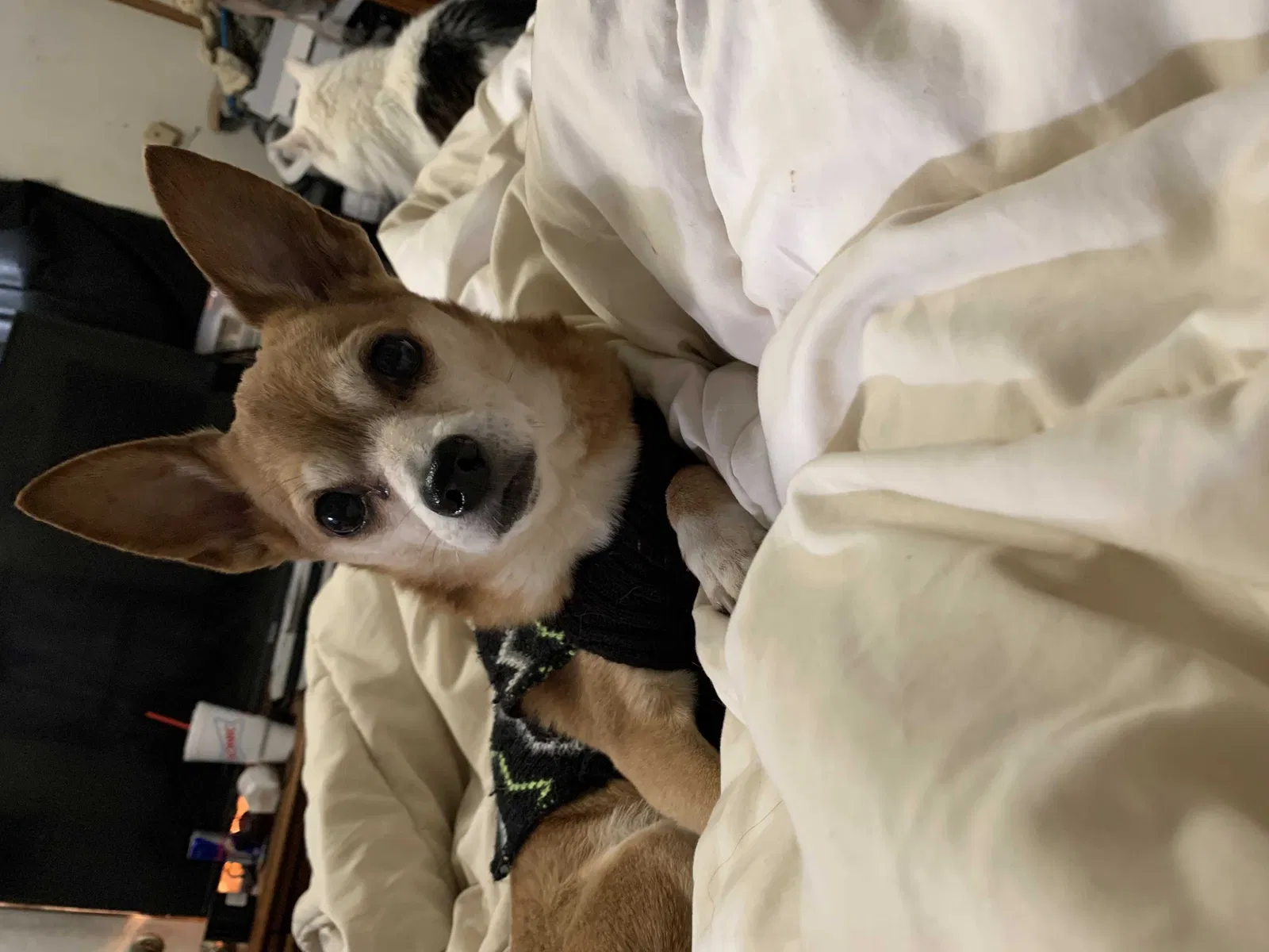 Lost dog in Noble, OK, 73068