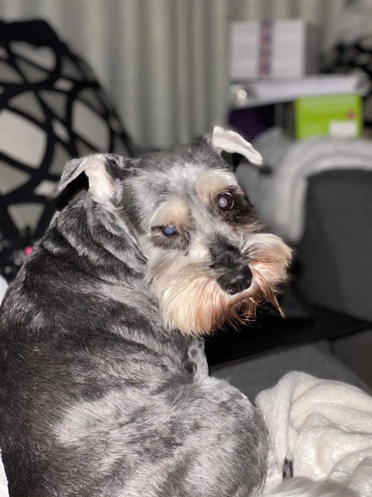 Lost dog in Pasadena, TX, 77506