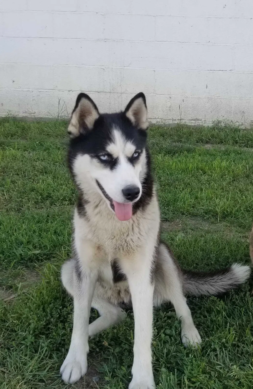 Lost dog in Bethel, PA, 19507