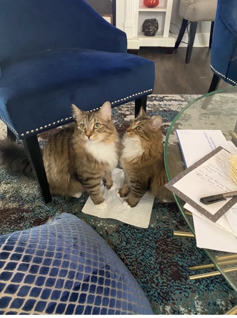 Lost cat in Louisville, KY, 40217
