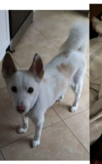 Lost dog in Miami, FL, 33162