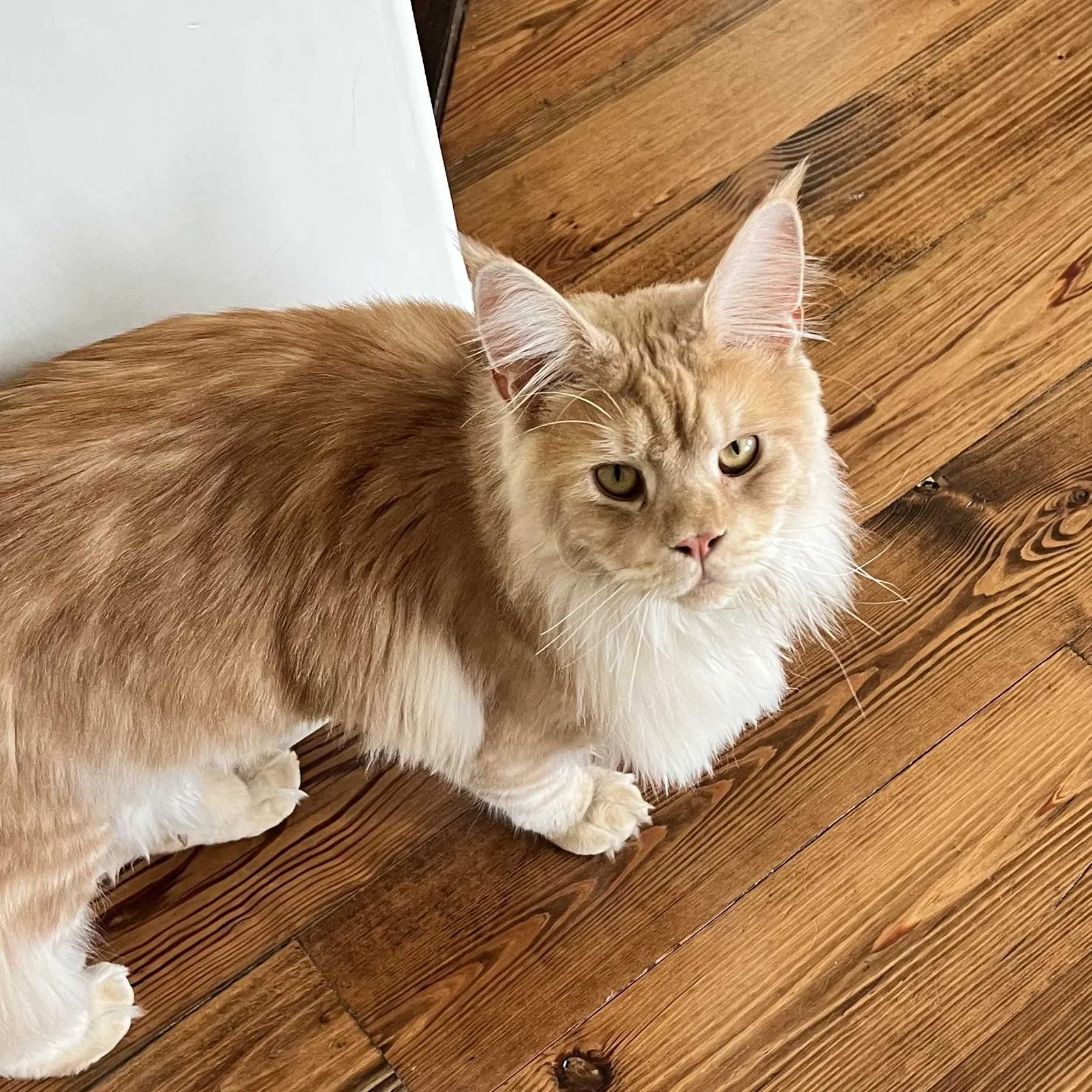 Lost cat in Spring, TX, 77382