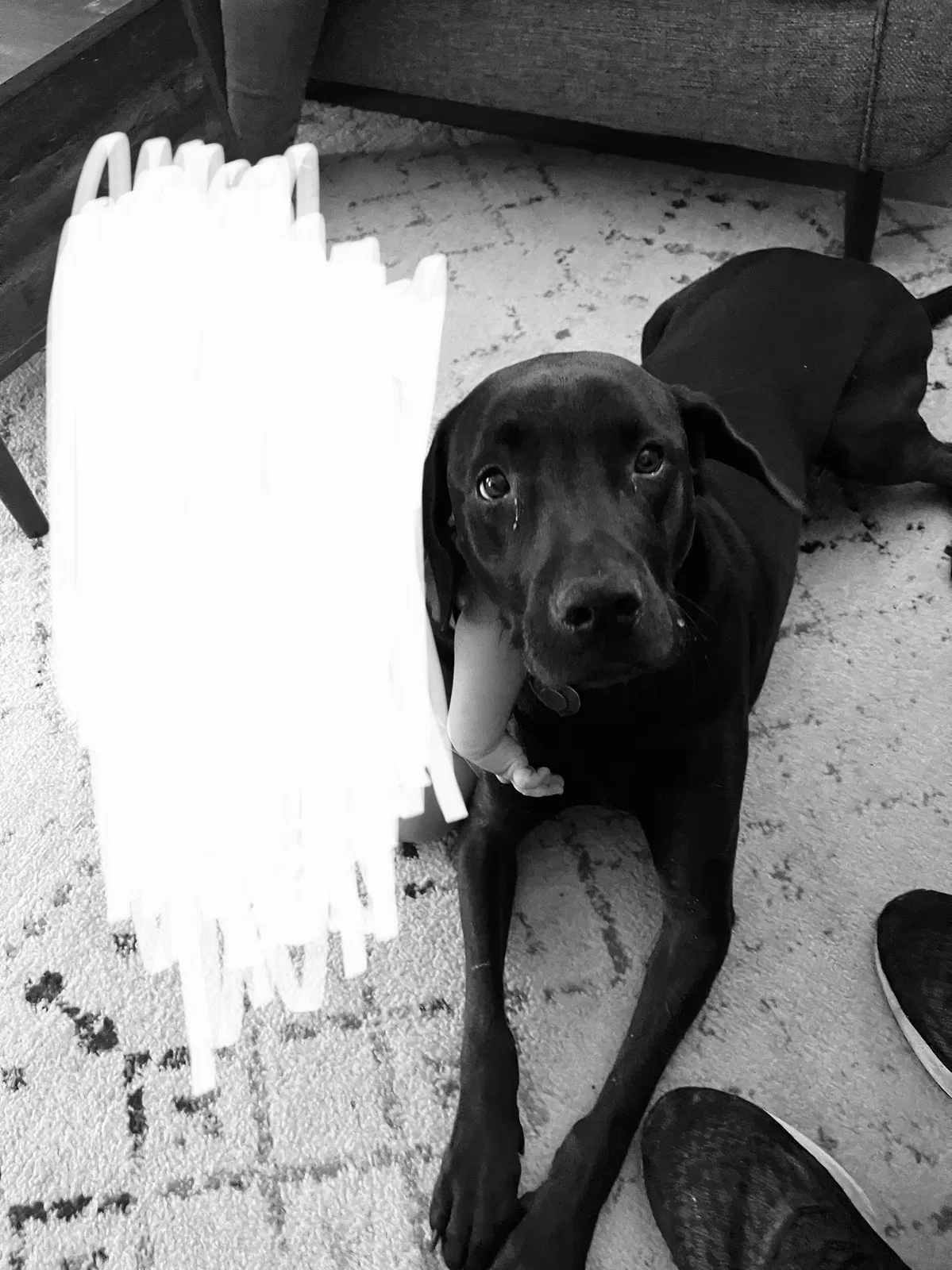 Lost dog in Snellville, GA, 30078